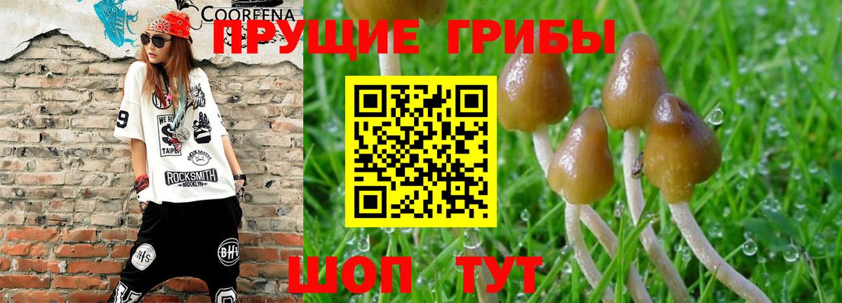 Галлюциногенные грибы GOLDEN TEACHER  Вход с VPN  Йошкар-Ола 